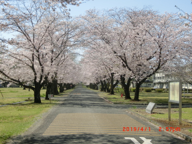 合志市で見た桜